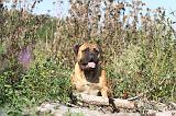 BULLMASTIFF 028